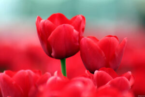 Red Tulips645899026